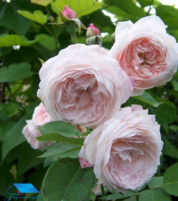 Hoa hồng cổ Bạch Vân Khôi tp hcm
