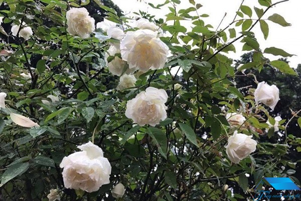 Cây hoa hồng cổ tại tp hcm 