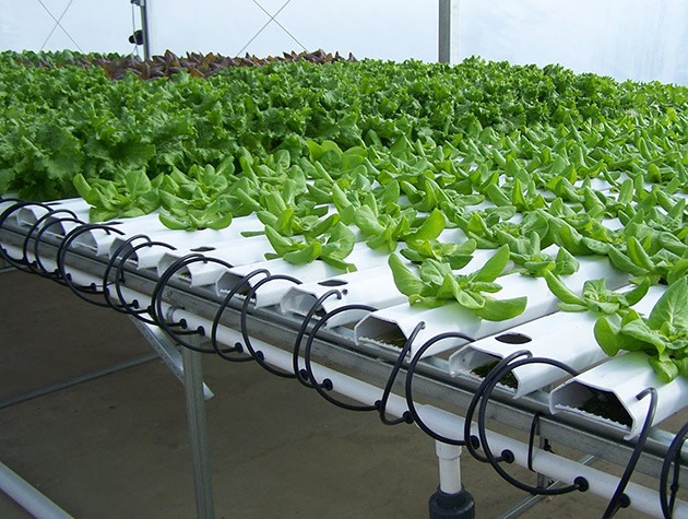 Giàn trồng rau thủy canh Trải Ngang - Giá trọn gói: 6.500.000Đ